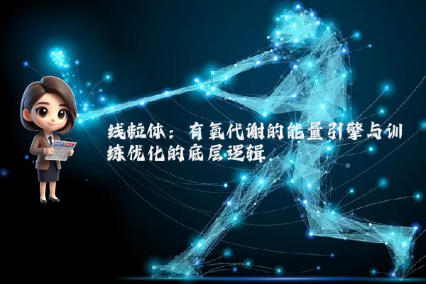线粒体：有氧代谢的能量引擎与训练优化的底层逻辑